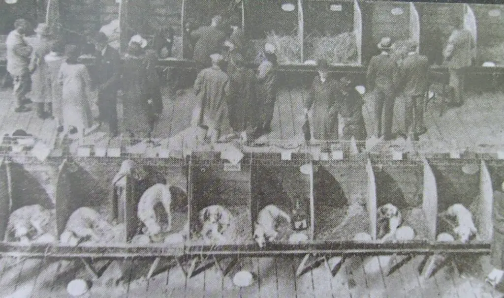 Crufts koiranäyttelyt vuonna 1891