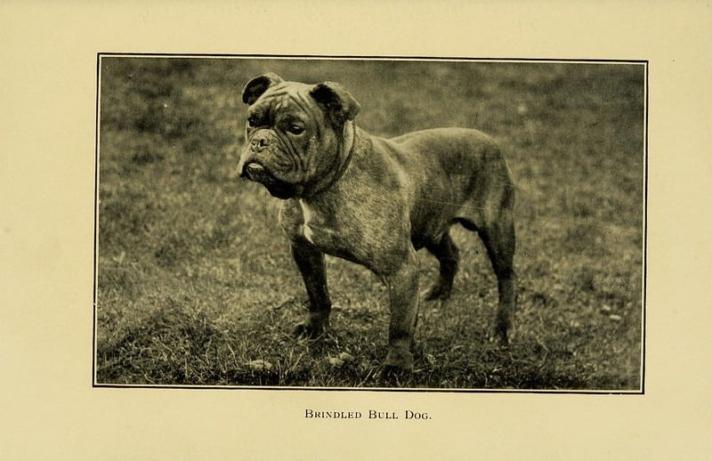 Kuva bulldogista julkaisussa "The dog in health, accident, and disease" vuodelta 1908.