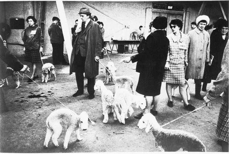 Crufts-koiranäyttely Englannissa vuonna 1968