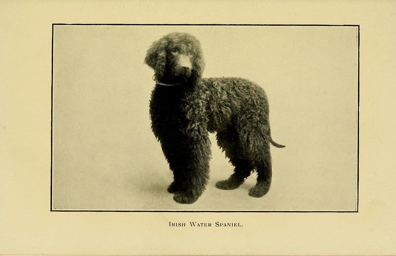 Kuva Irlanninvesispanielista julkaisussa "The dog in health, accident, and disease" vuodelta 1908.