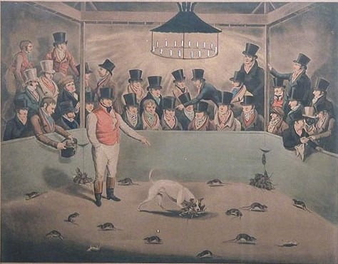 Rotantappokilpailu Westminster Pit -areenalla Lontoossa vuonna 1823